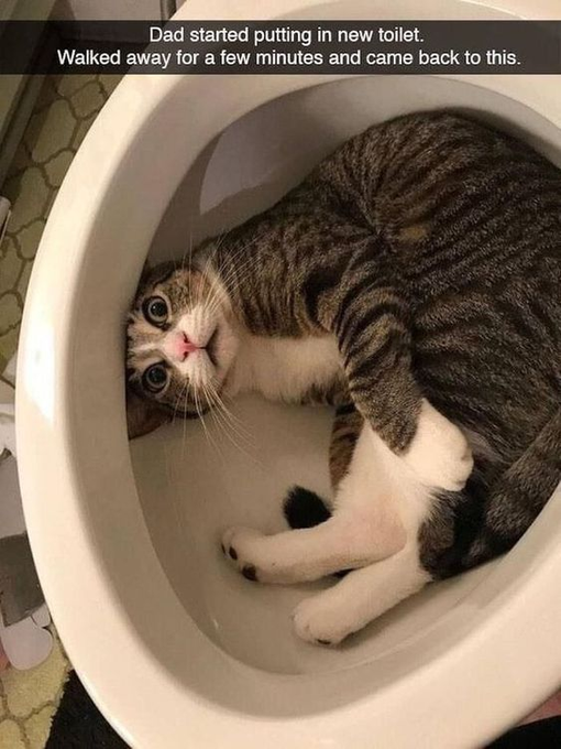 Dad started putting in new toilet. Walked away for a few minutes and came back to this.