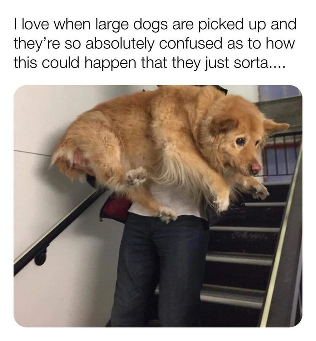 I love when large dogs are picked up and they're so absolutely confused as to how this could happen that they just sorta....