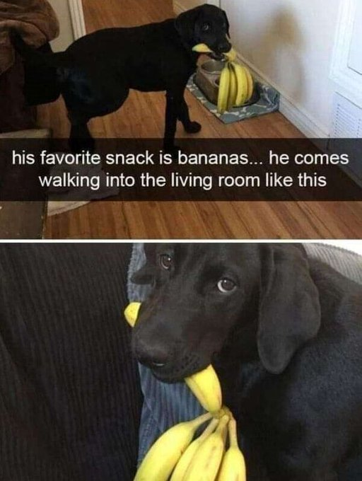 his favorite snack is bananas... he comes walking into the living room like this