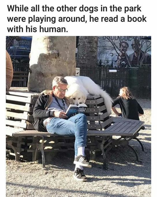 While all the other dogs in the park were playing around, he read a book with his human. atiban SULAGOR