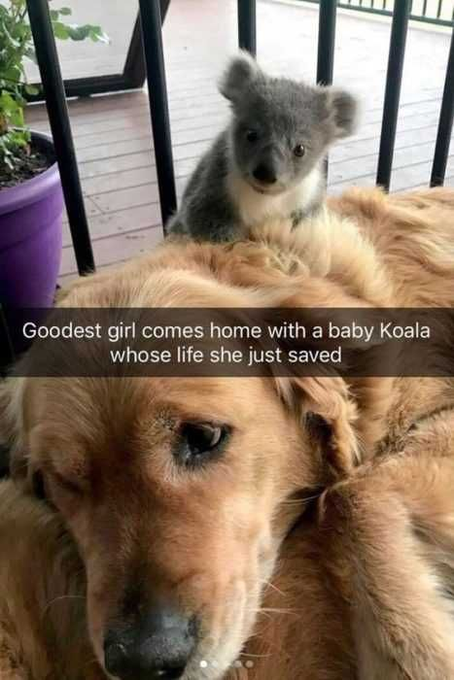 Goodest girl comes home with a baby Koala whose life she just saved