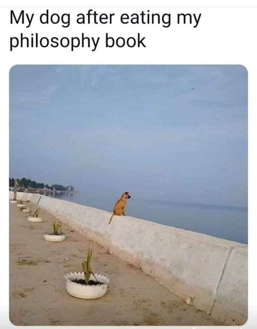 My dog after eating my philosophy book