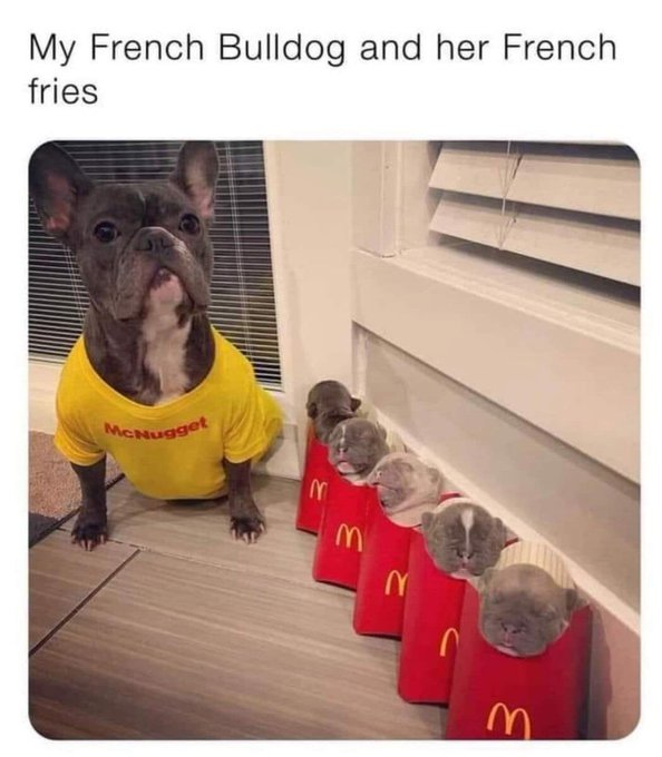 My French Bulldog and her French fries McNugget Σ 3 2 M