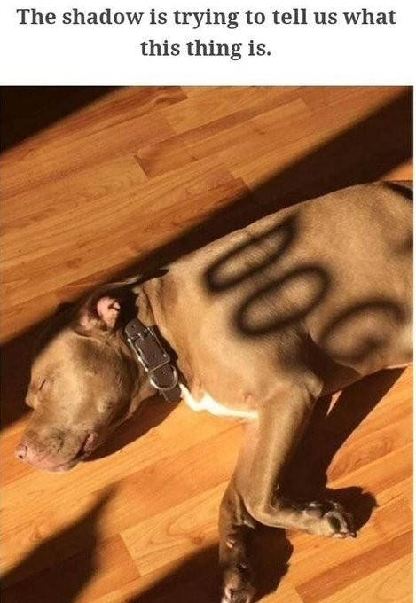 00 The shadow is trying to tell us what this thing is.