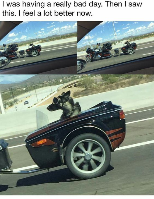 I was having a really bad day. Then I saw this. I feel a lot better now.