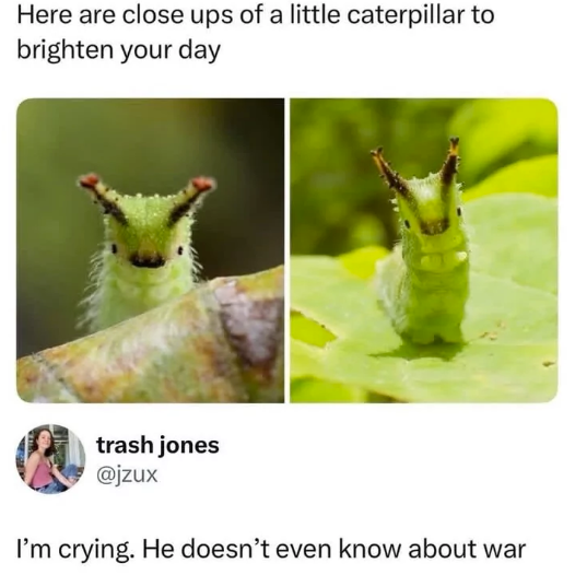 Here are close ups of a little caterpillar to brighten your day trash jones @jzux I'm crying. He doesn't even know about war