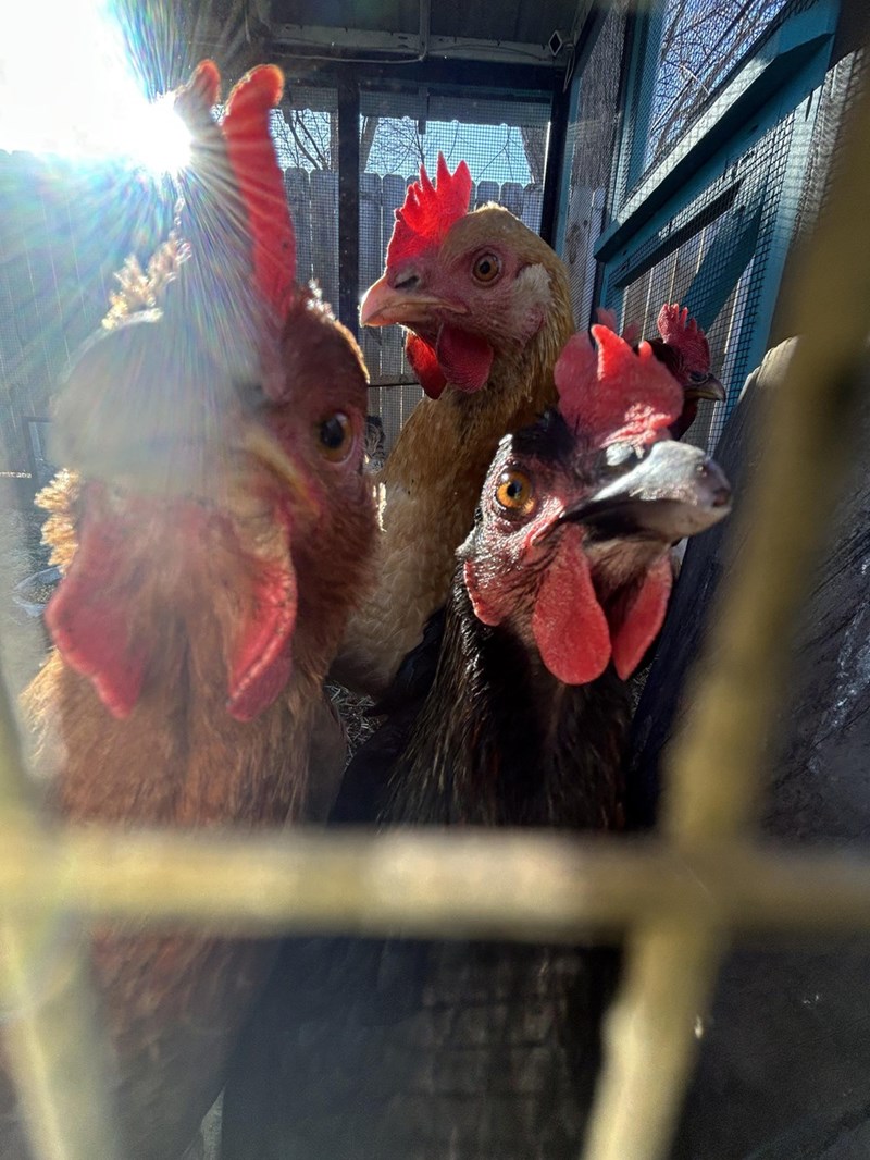 Cheezburger Image 10614690048