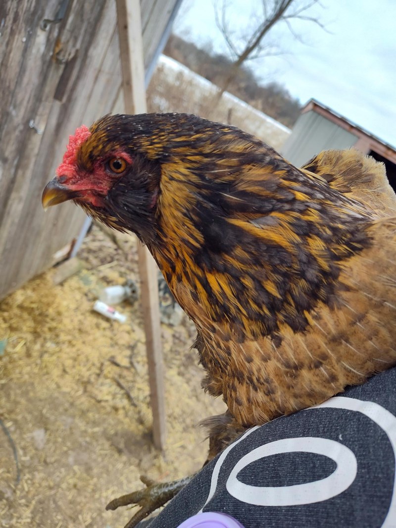 Cheezburger Image 10614690304