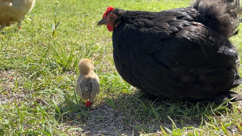 Cheezburger Image 10614690560