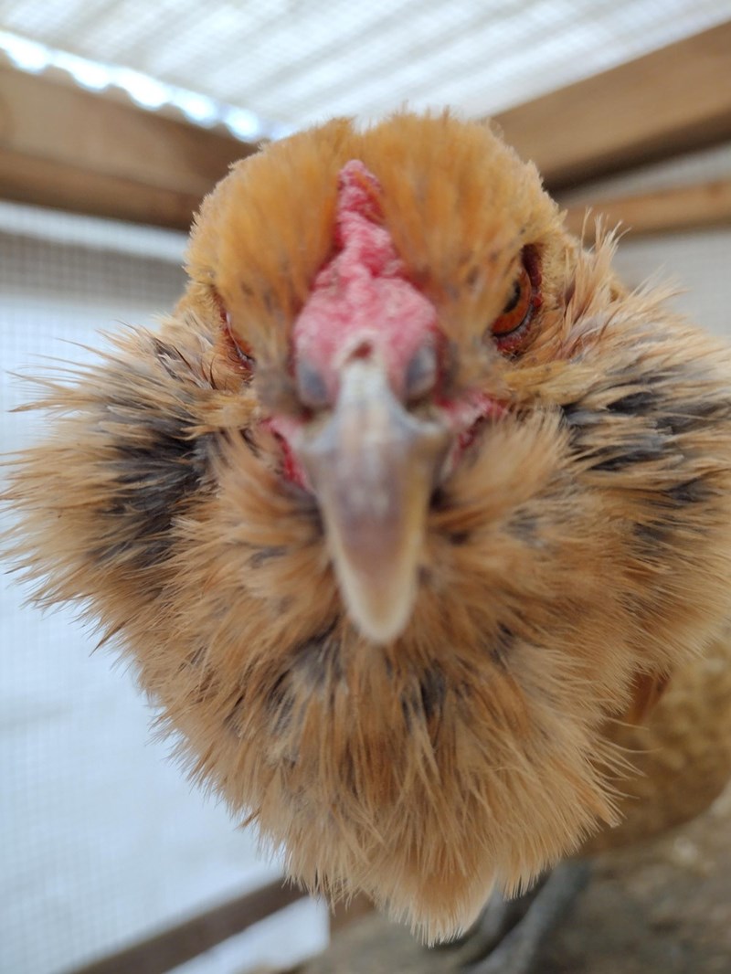 Cheezburger Image 10614690816