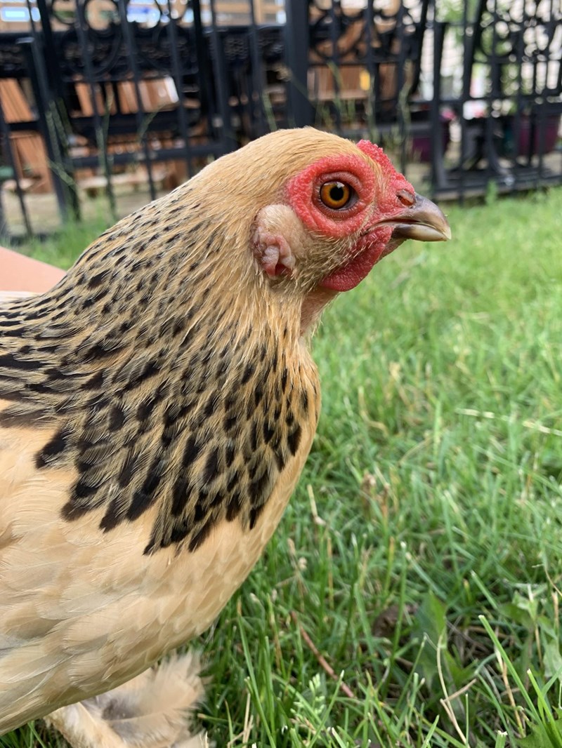 Cheezburger Image 10614691072