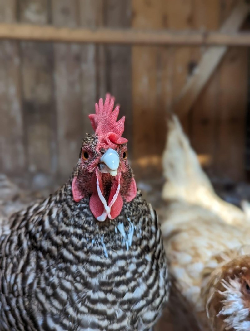 Cheezburger Image 10614691328