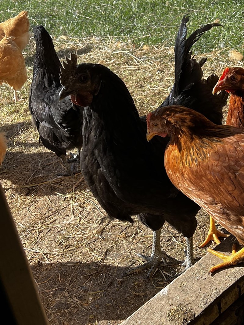 Cheezburger Image 10614691584