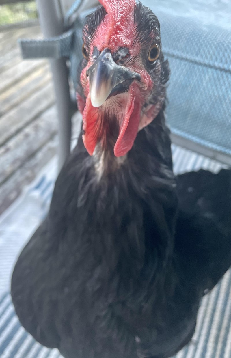 Cheezburger Image 10614692352