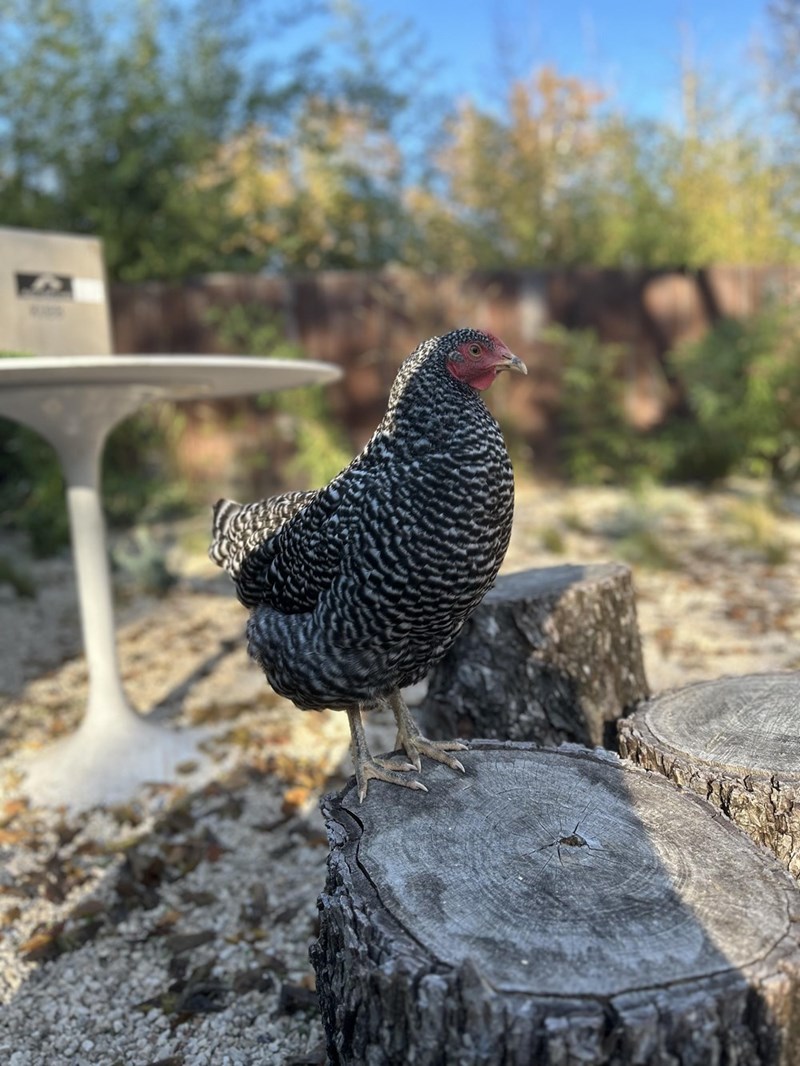 Cheezburger Image 10614692864