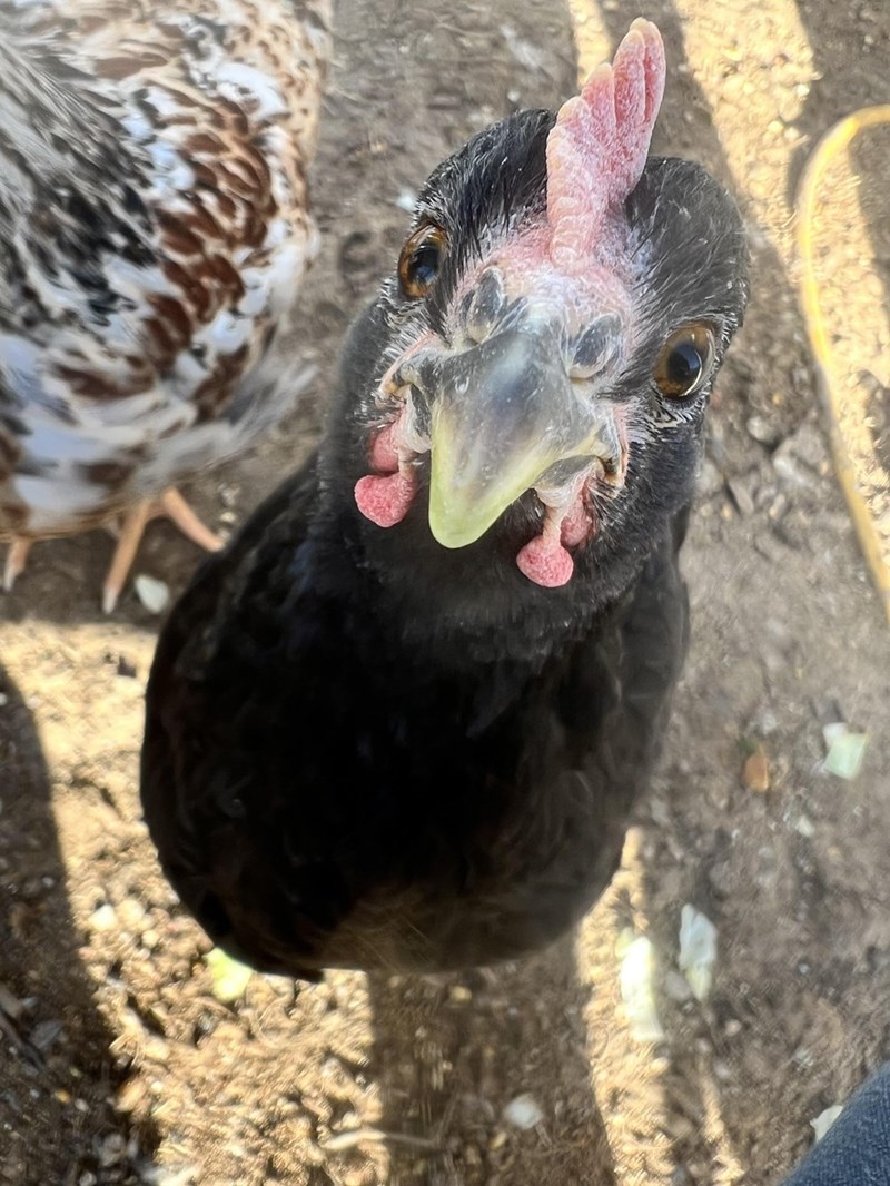 Cheezburger Image 10614693376