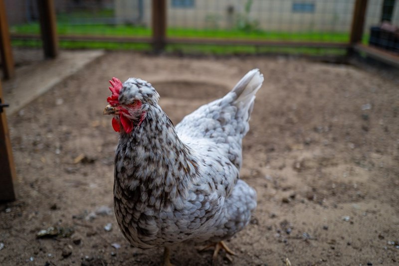 Cheezburger Image 10614693632