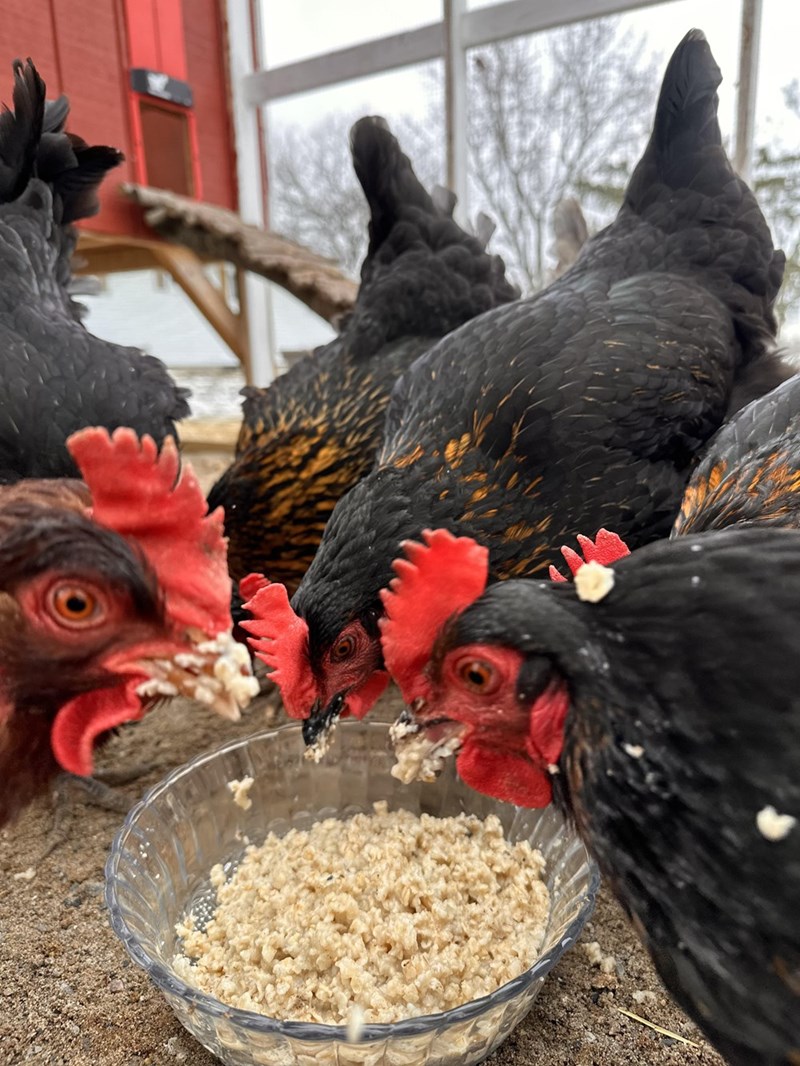 Cheezburger Image 10614693888