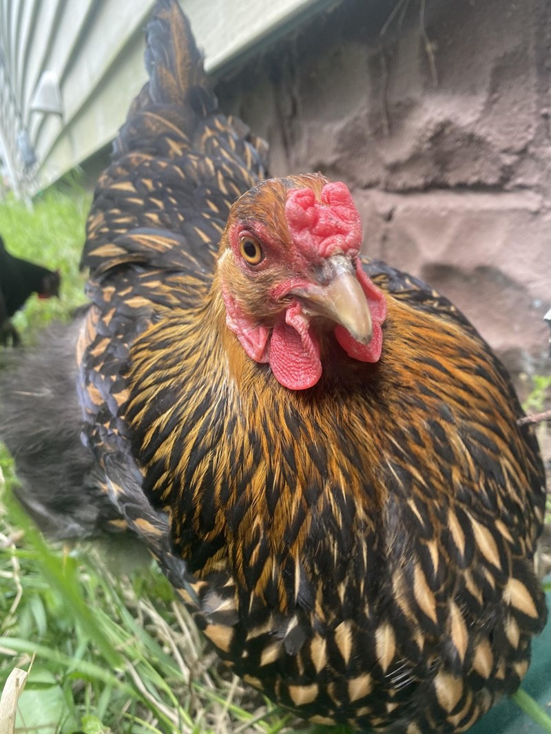 Cheezburger Image 10614694144