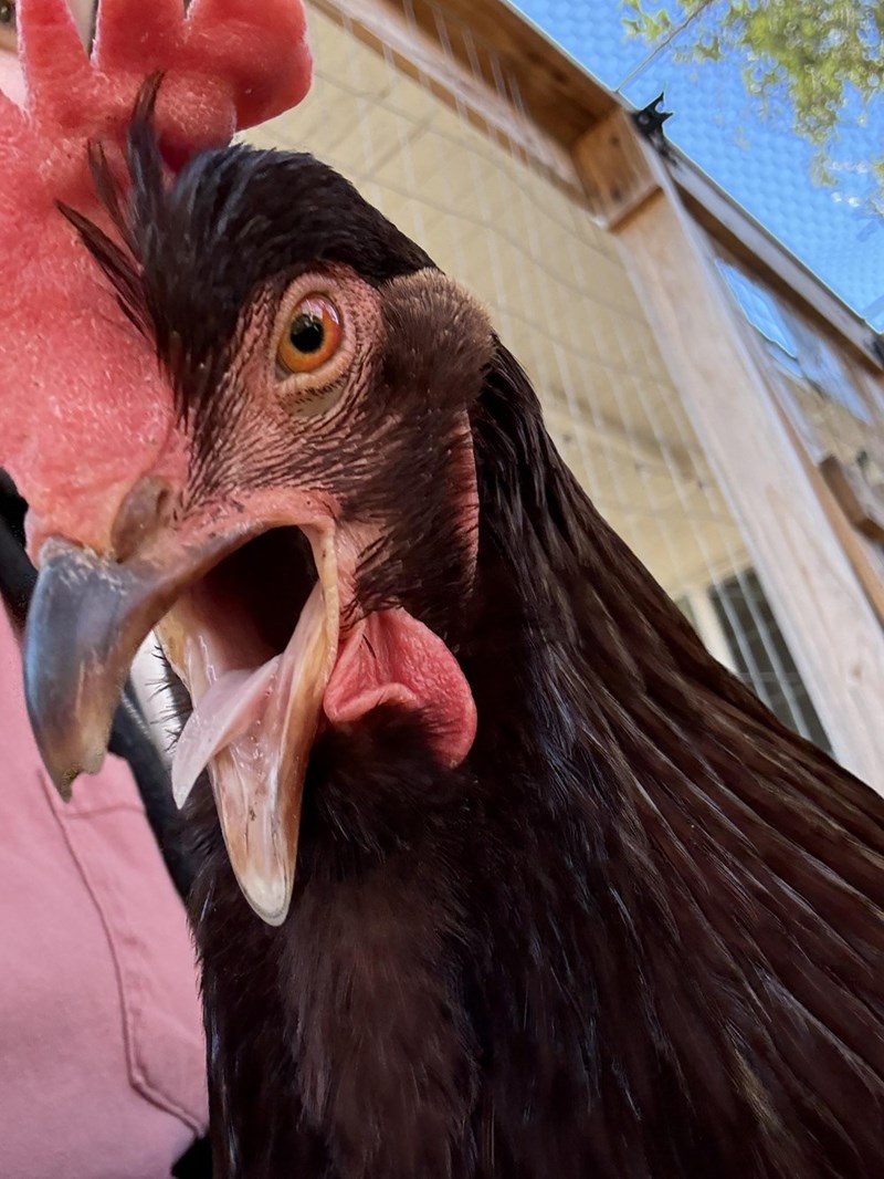 Cheezburger Image 10614694656