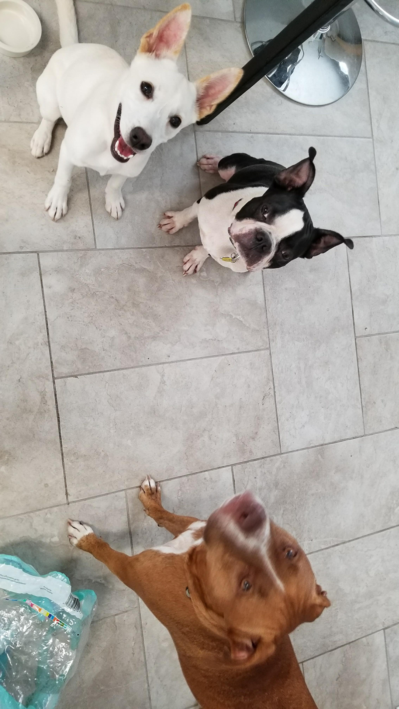 Cheezburger Image 10614706176