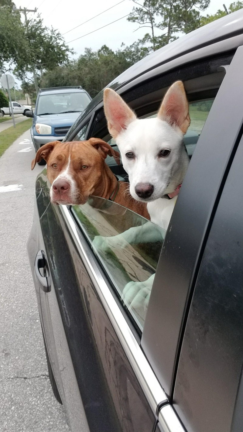 Cheezburger Image 10614706432