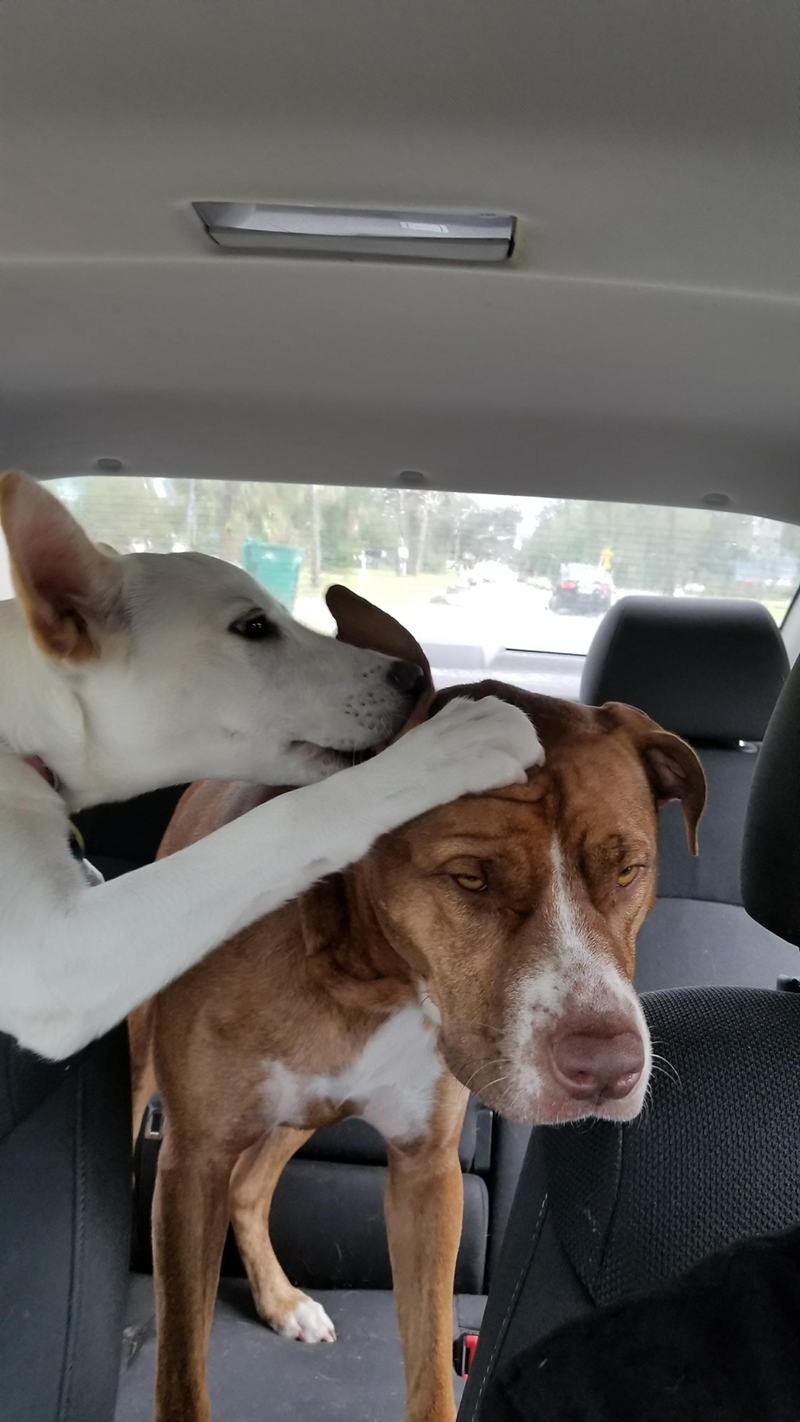 Cheezburger Image 10614707200