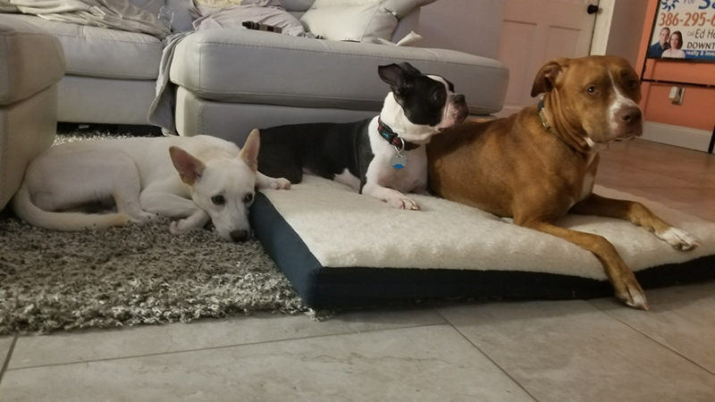 386-295-6 CallEd H DOWNT realty&lve