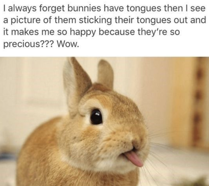 I always forget bunnies have tongues then I see a picture of them sticking their tongues out and it makes me so happy because they're so precious??? Wow.