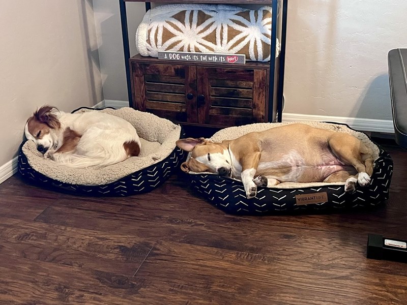 A D06 was its tail with its heart VIBRANT LIFE