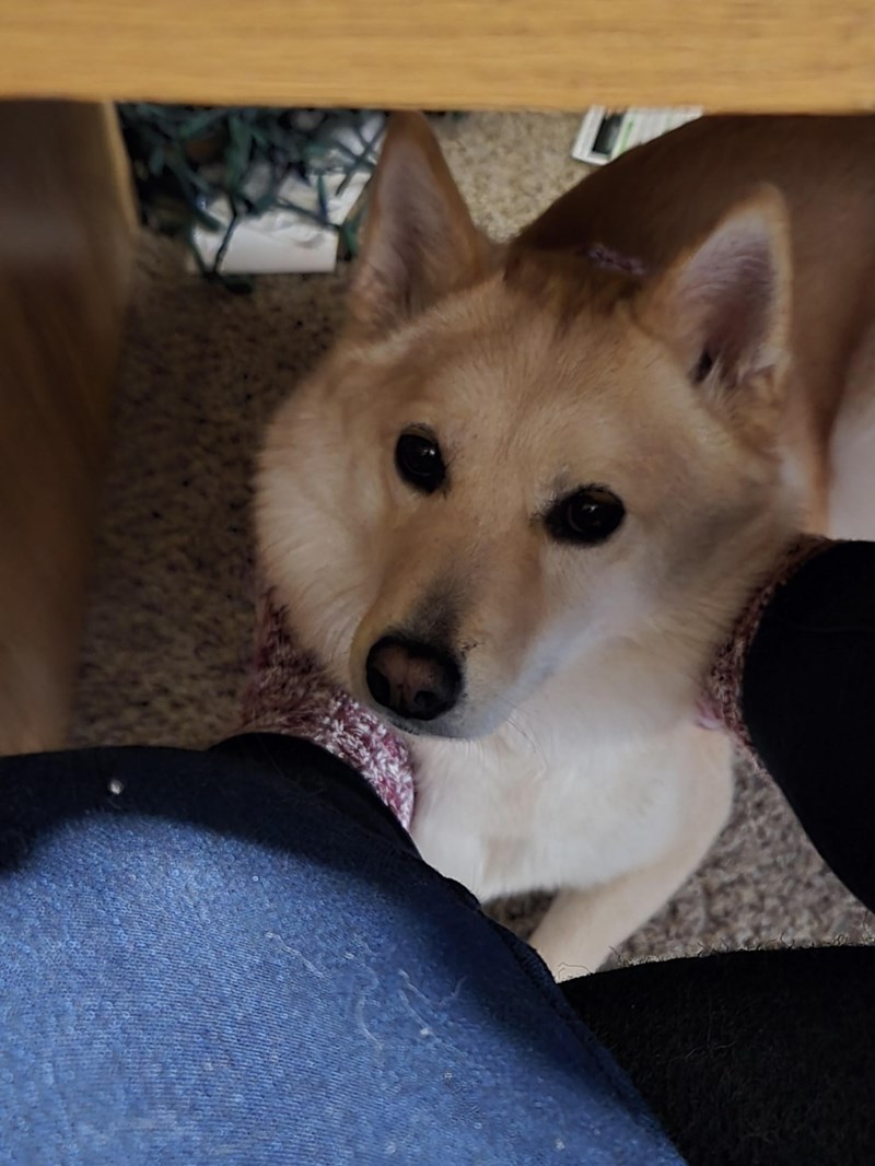 Cheezburger Image 10614711296