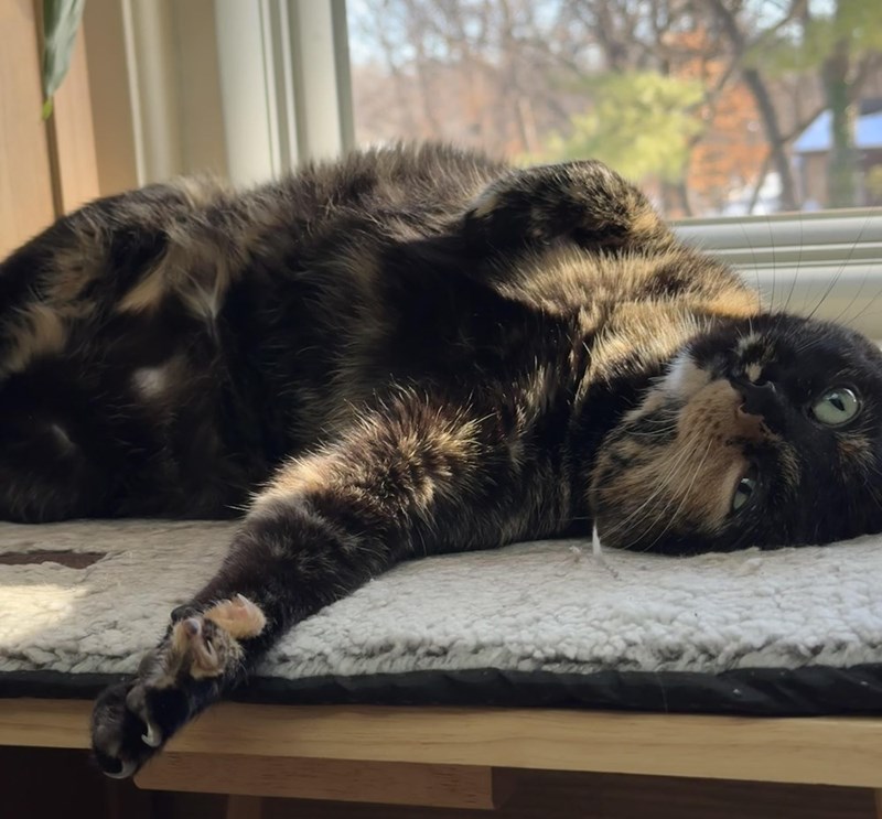 Cheezburger Image 10614712064