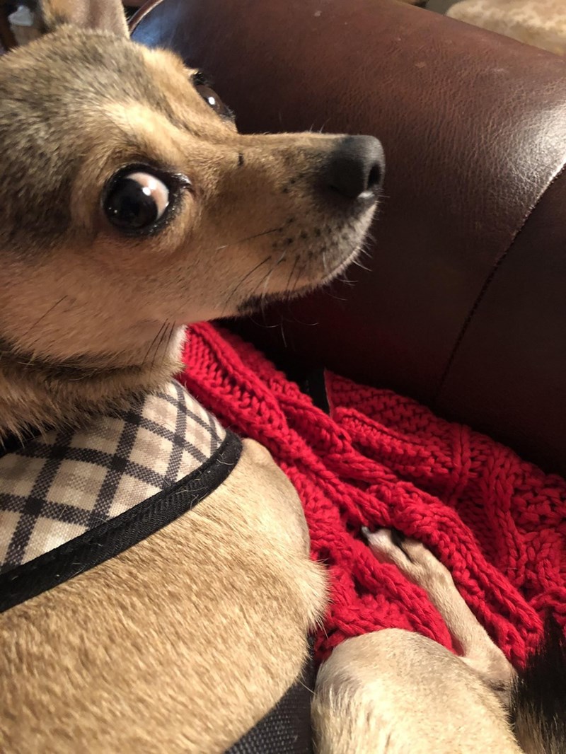 Cheezburger Image 10614712320