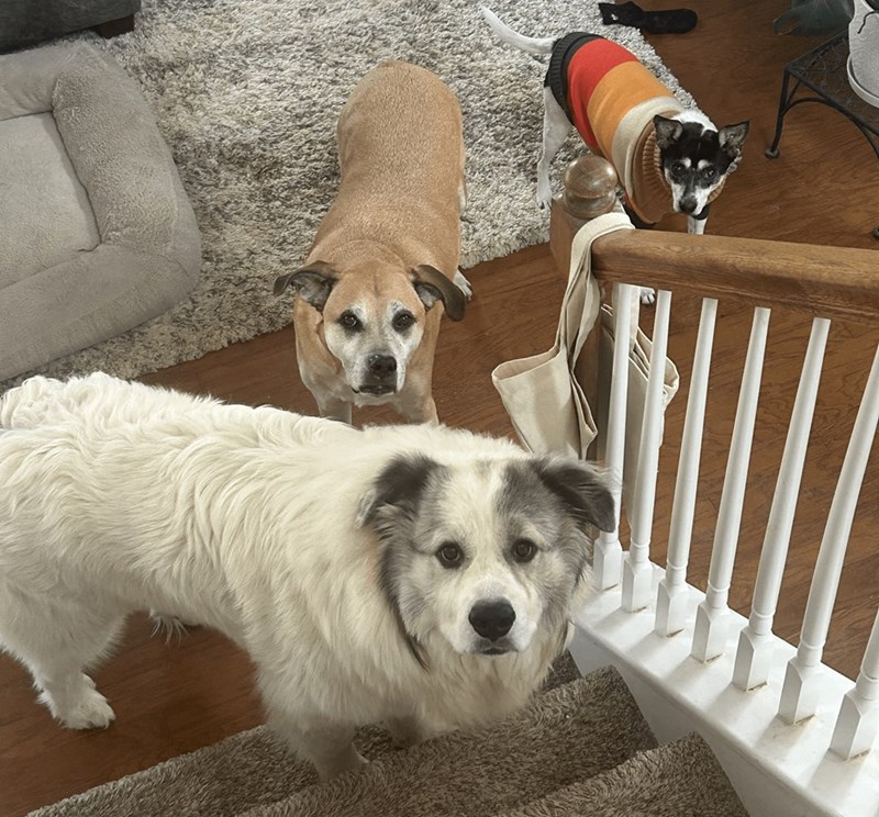 Cheezburger Image 10614713088