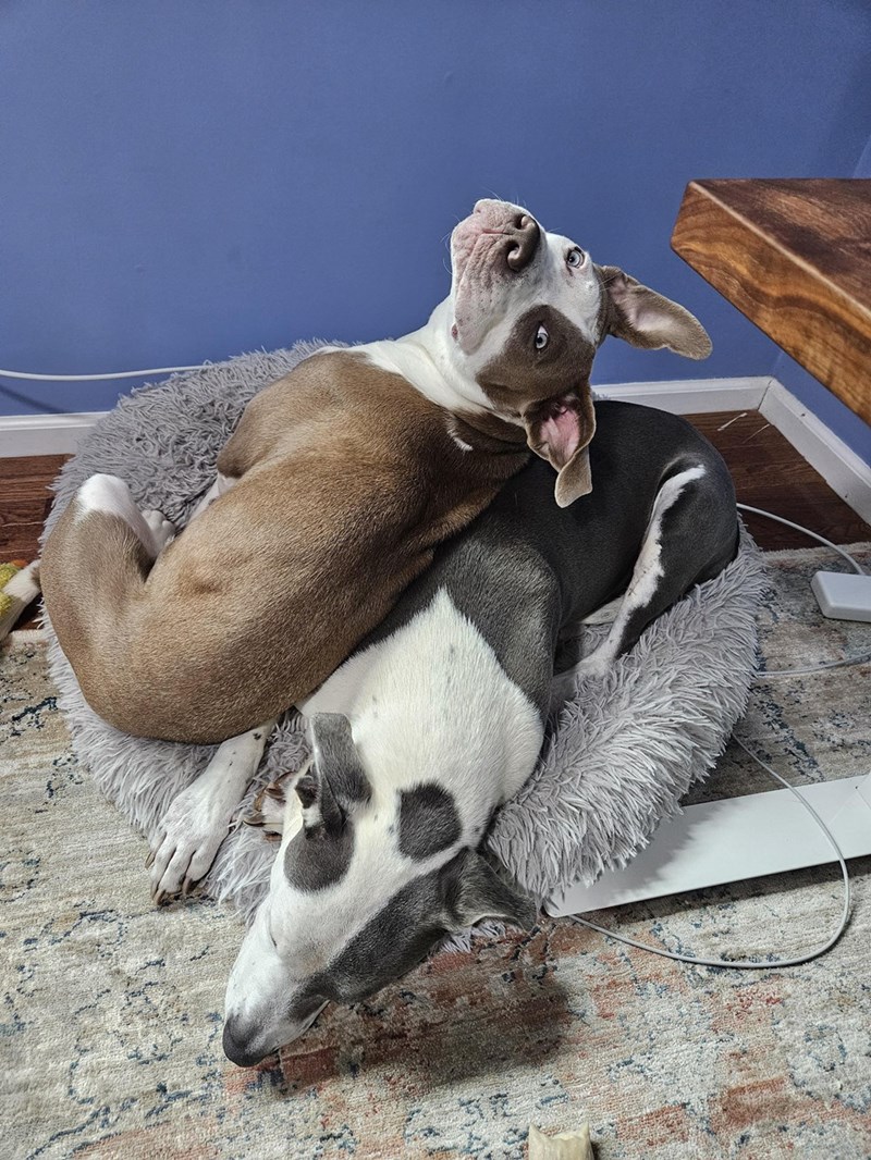 Cheezburger Image 10614713344