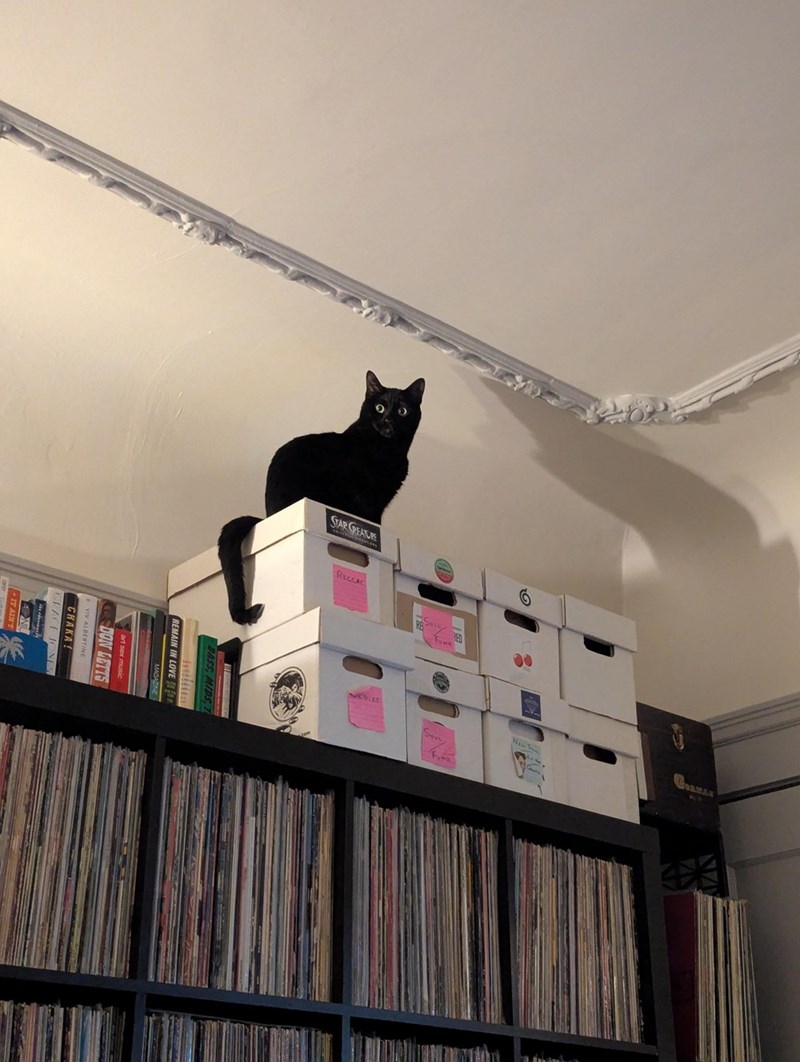 DON LETTS CHAKA! STAR CREATURE REGGAC Sove New S