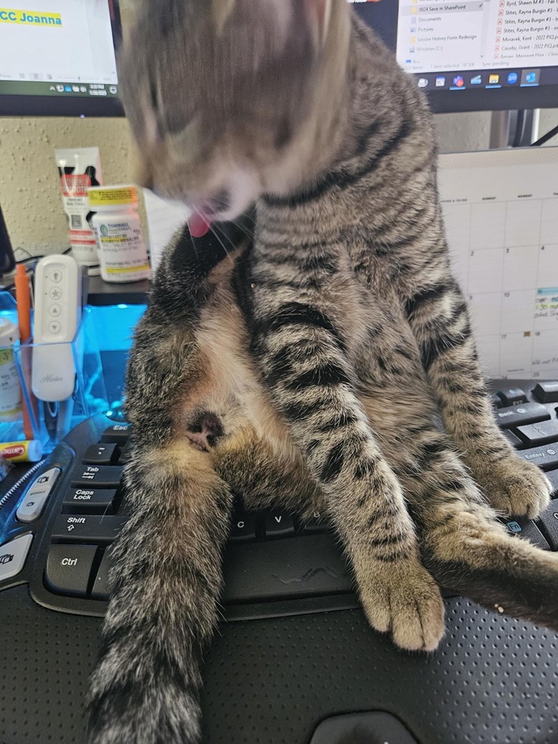 CC Joanna 0024 Save in SharePoint Documents Pichines Secure History Form Redesign Windows (10) The pected 17 Byrd Shawn MB3- Stites, Rayna Burgin #3- Stites Rayna Burgin 3-I Stites Rayna Burgin #3-in Moravek, Kent 2022 PIQp Causby, Grant-2022 PIQ p Mat Flise- Clin Sync pending 中 Hunter Tab Caps Lock Shift A Ctrl TOMBALL Esc B C OUT 136 Ocket Enter