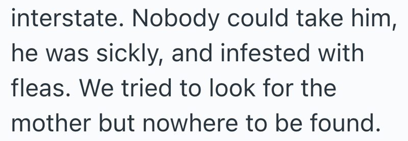 interstate. Nobody could take him, he was sickly, and infested with fleas. We tried to look for the mother but nowhere to be found.