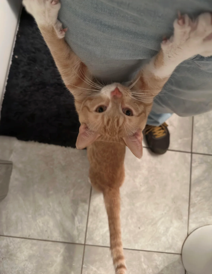 Cheezburger Image 10614716672