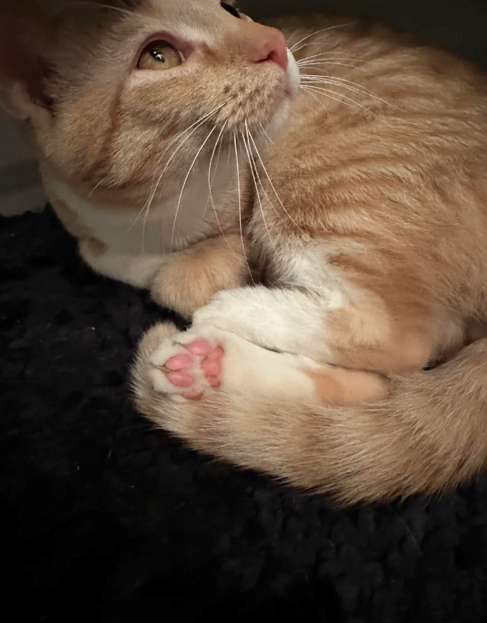 Cheezburger Image 10614716928