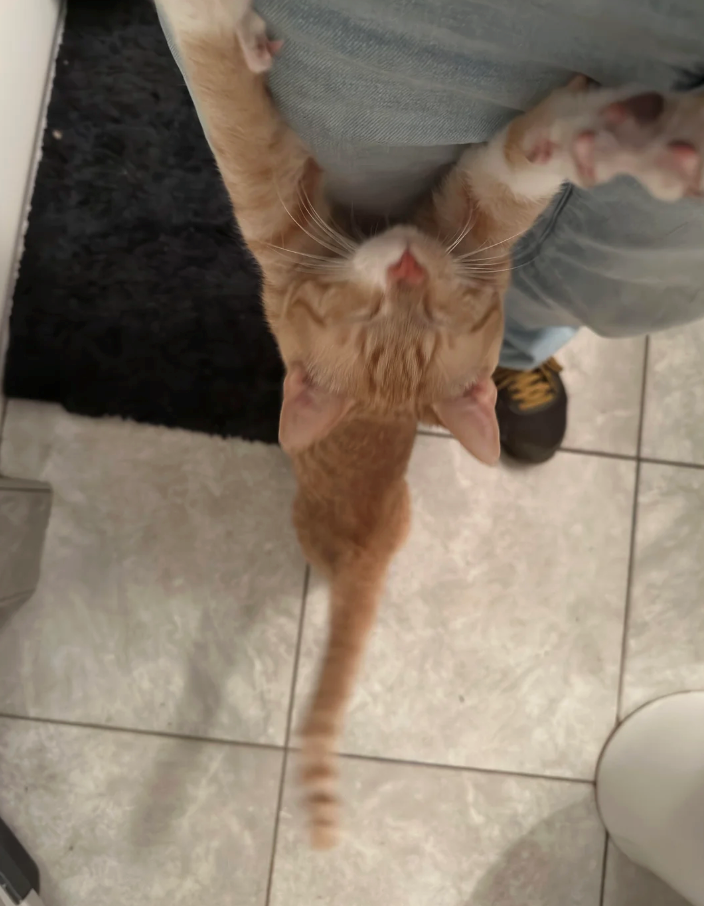 Cheezburger Image 10614717184