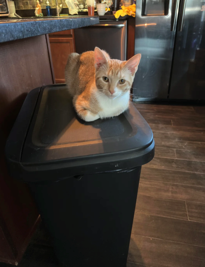 Cheezburger Image 10614717440