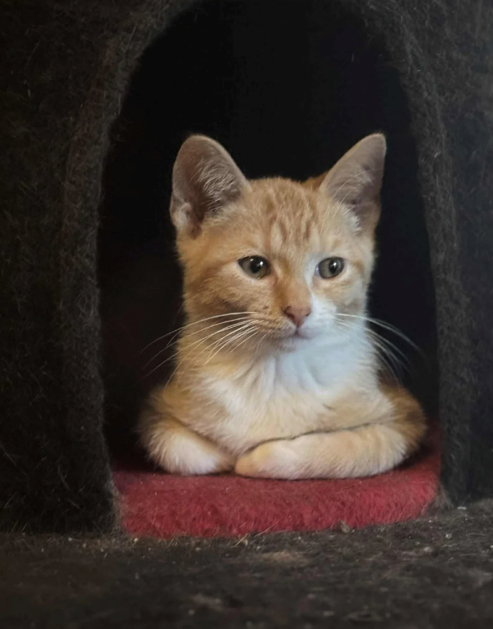 Cheezburger Image 10614717696