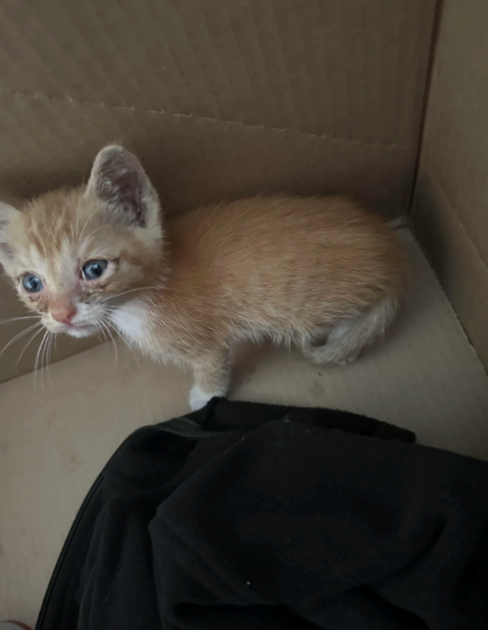 Cheezburger Image 10614717952