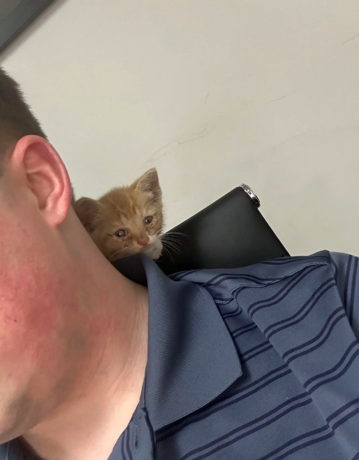 Cheezburger Image 10614718208