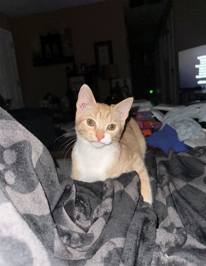 Cheezburger Image 10614718464