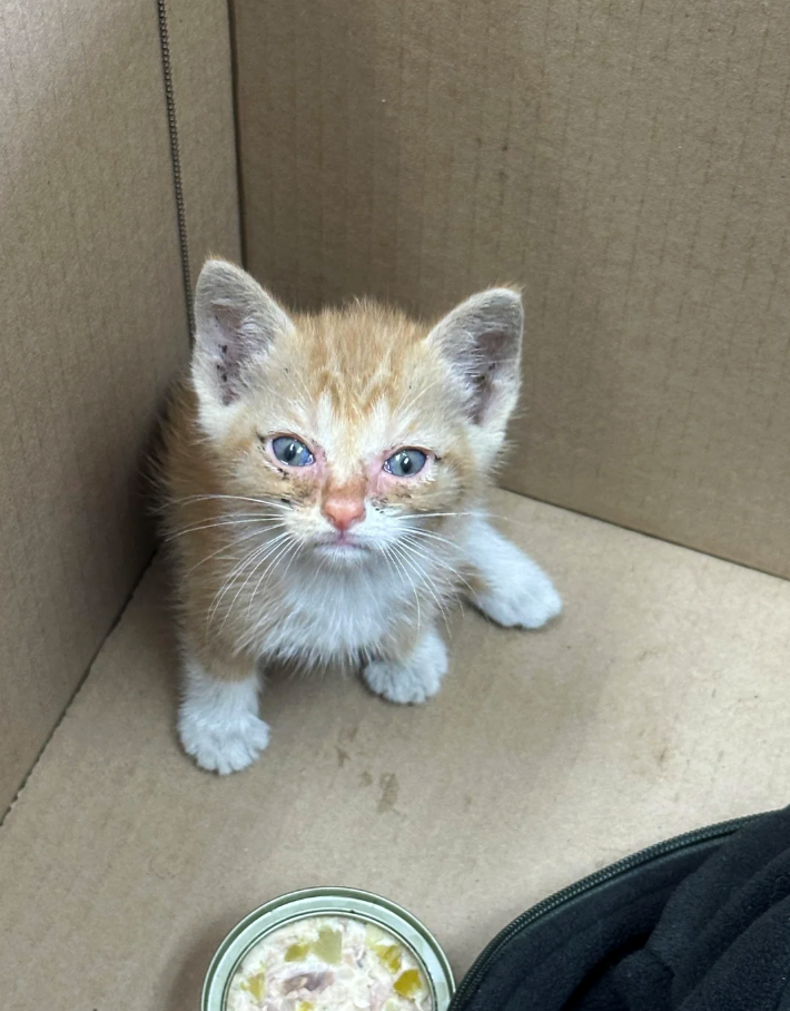 Cheezburger Image 10614718976