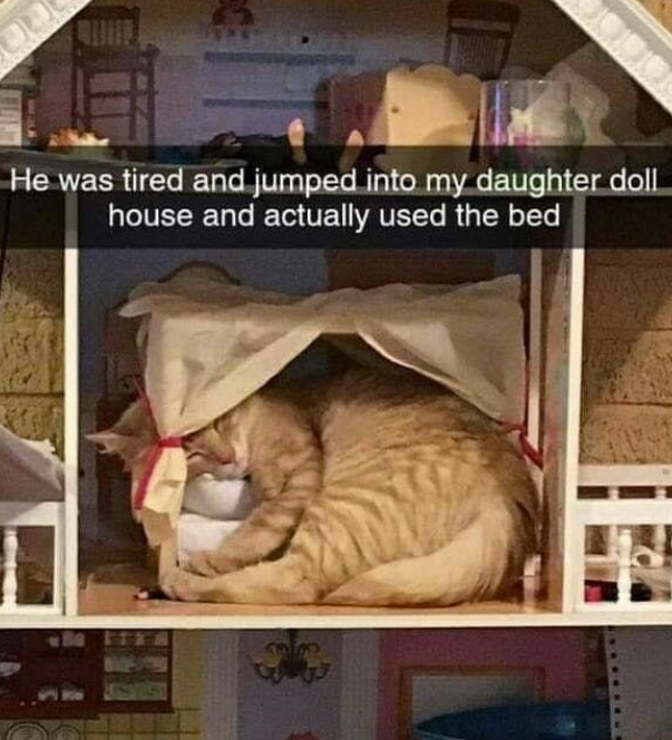 He was tired and jumped into my daughter doll house and actually used the bed 33