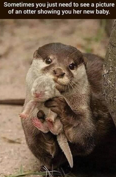 Sometimes you just need to see a picture of an otter showing you her new baby.