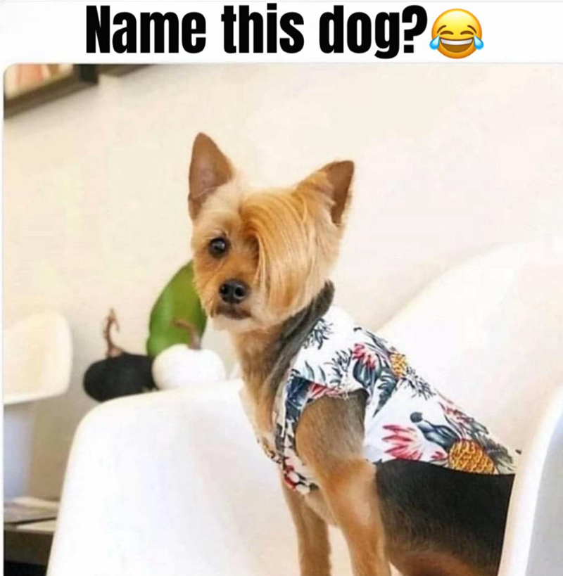 Name this dog?